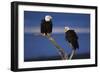Bald Eagles Perching-W. Perry Conway-Framed Photographic Print