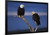 Bald Eagles Perching-W. Perry Conway-Framed Photographic Print