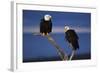 Bald Eagles Perching-W. Perry Conway-Framed Photographic Print