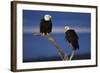 Bald Eagles Perching-W. Perry Conway-Framed Photographic Print