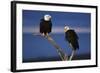 Bald Eagles Perching-W. Perry Conway-Framed Photographic Print