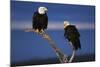 Bald Eagles Perching-W. Perry Conway-Mounted Photographic Print