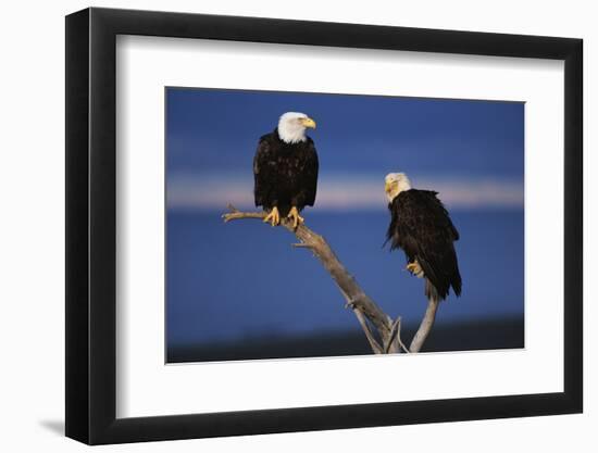 Bald Eagles Perching-W. Perry Conway-Framed Photographic Print