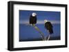 Bald Eagles Perching-W. Perry Conway-Framed Photographic Print