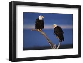 Bald Eagles Perching-W. Perry Conway-Framed Photographic Print