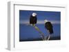 Bald Eagles Perching-W. Perry Conway-Framed Photographic Print