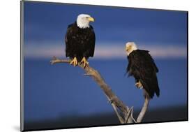 Bald Eagles Perching-W. Perry Conway-Mounted Photographic Print