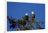 Bald Eagles Roosting in a Fir Tree in British Columbia-Richard Wright-Framed Photographic Print