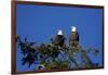 Bald Eagles Roosting in a Fir Tree in British Columbia-Richard Wright-Framed Photographic Print