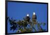 Bald Eagles Roosting in a Fir Tree in British Columbia-Richard Wright-Framed Photographic Print