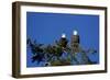 Bald Eagles Roosting in a Fir Tree in British Columbia-Richard Wright-Framed Photographic Print