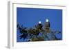 Bald Eagles Roosting in a Fir Tree in British Columbia-Richard Wright-Framed Photographic Print