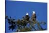 Bald Eagles Roosting in a Fir Tree in British Columbia-Richard Wright-Stretched Canvas