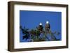 Bald Eagles Roosting in a Fir Tree in British Columbia-Richard Wright-Framed Photographic Print