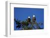 Bald Eagles Roosting in a Fir Tree in British Columbia-Richard Wright-Framed Photographic Print