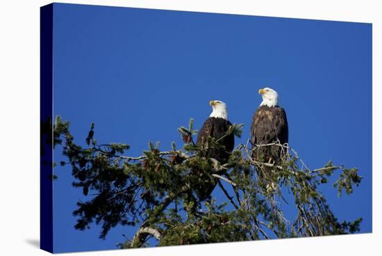 Bald Eagles Roosting in a Fir Tree in British Columbia-Richard Wright-Stretched Canvas