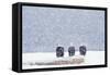 Bald Eagles Sitting on Beach Log During Heavy-null-Framed Stretched Canvas