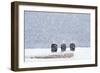 Bald Eagles Sitting on Beach Log During Heavy-null-Framed Photographic Print