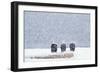 Bald Eagles Sitting on Beach Log During Heavy-null-Framed Photographic Print