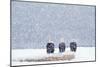 Bald Eagles Sitting on Beach Log During Heavy-null-Mounted Photographic Print