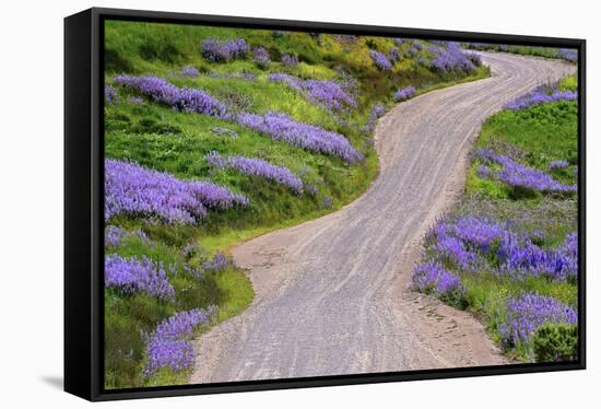 Bald Hills Road through lupine flowers, California-Adam Jones-Framed Stretched Canvas