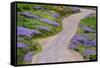 Bald Hills Road through lupine flowers, California-Adam Jones-Framed Stretched Canvas