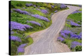 Bald Hills Road through lupine flowers, California-Adam Jones-Stretched Canvas