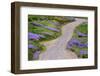 Bald Hills Road through lupine flowers, California-Adam Jones-Framed Photographic Print