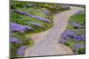 Bald Hills Road through lupine flowers, California-Adam Jones-Mounted Photographic Print