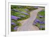 Bald Hills Road through lupine flowers, California-Adam Jones-Framed Photographic Print