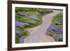 Bald Hills Road through lupine flowers, California-Adam Jones-Framed Photographic Print