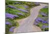 Bald Hills Road through lupine flowers, California-Adam Jones-Mounted Photographic Print