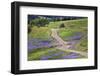 Bald Hills Road through lupine flowers, California-Adam Jones-Framed Photographic Print