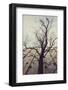 Bald tree in front of the wall of the car park Ritterstrasse in Bielefeld.-Nadja Jacke-Framed Photographic Print