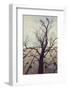 Bald tree in front of the wall of the car park Ritterstrasse in Bielefeld.-Nadja Jacke-Framed Photographic Print