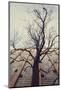 Bald tree in front of the wall of the car park Ritterstrasse in Bielefeld.-Nadja Jacke-Mounted Photographic Print