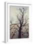 Bald tree in front of the wall of the car park Ritterstrasse in Bielefeld.-Nadja Jacke-Framed Photographic Print