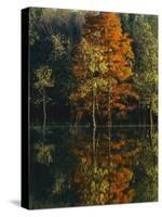 Baldcypress and Water Tupelo, Otter Slough Natural Area, Stoddard County, Missouri, USA-Charles Gurche-Stretched Canvas