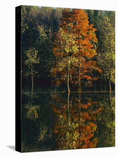 Baldcypress and Water Tupelo, Otter Slough Natural Area, Stoddard County, Missouri, USA-Charles Gurche-Stretched Canvas