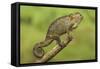 Bale Mountains Heather Chameleon-null-Framed Stretched Canvas