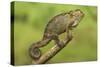 Bale Mountains Heather Chameleon-null-Stretched Canvas