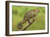 Bale Mountains Heather Chameleon-null-Framed Premium Photographic Print