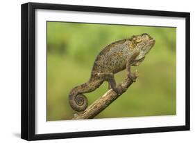 Bale Mountains Heather Chameleon-null-Framed Premium Photographic Print
