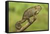 Bale Mountains Heather Chameleon-null-Framed Stretched Canvas