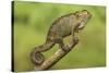 Bale Mountains Heather Chameleon-null-Stretched Canvas