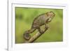 Bale Mountains Heather Chameleon-null-Framed Photographic Print