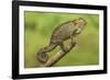 Bale Mountains Heather Chameleon-null-Framed Photographic Print