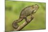 Bale Mountains Heather Chameleon-null-Mounted Photographic Print