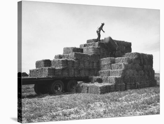 Baled Alfalfa in Large Stacks on Truck and on Ground in Imperial Valley-Hansel Mieth-Stretched Canvas