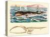 Baleen Whale-null-Stretched Canvas